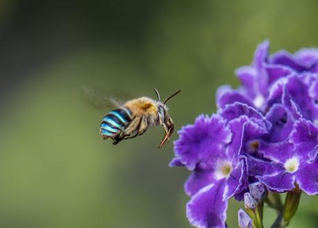 LA MARAVILLOSA ABEJA DE RAYAS AZULES - THE MARVELOUS BEE BANDED BLUE.