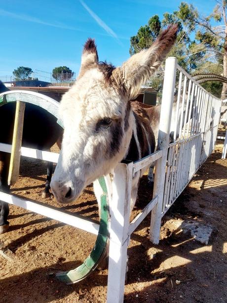 Excursión a Burrolandia para visitar con niños