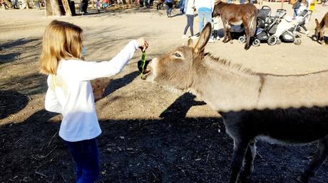 Excursión a Burrolandia para visitar con niños