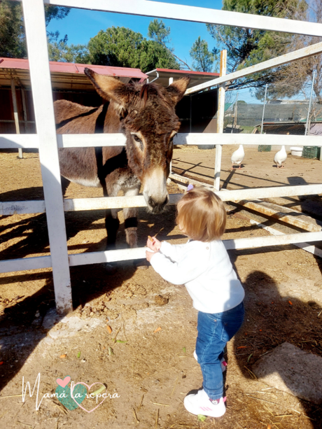 Excursión a Burrolandia para visitar con niños