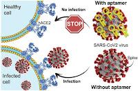 Desarrollan molécula que bloquea la infección por SARS-CoV-2 Desarrollan molécula que bloquea la infección por SARS-CoV-2