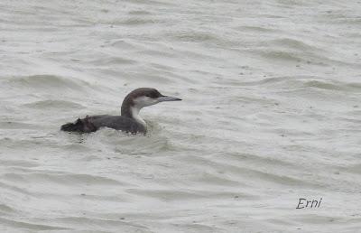 SE BUSCA CÁMARA SONY EXTRAVIADA
