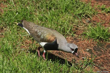 De paso por El Bolsón