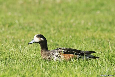 De paso por El Bolsón