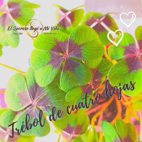 Trébol de cuatro hojas