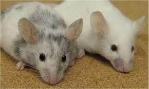 Logran seleccionar el sexo con una eficiencia del 100% gracias a CRISPR