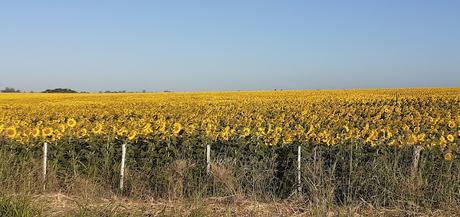 Girasoles