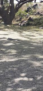 Iguana