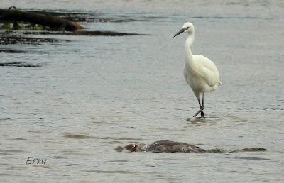 SERRETA GRANDE (Mergus merganser)