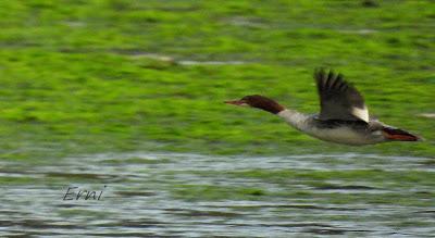 SERRETA GRANDE (Mergus merganser)