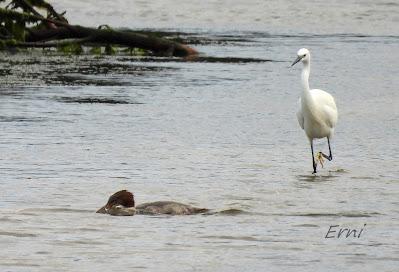 SERRETA GRANDE (Mergus merganser)