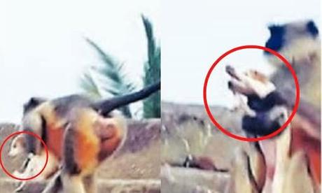 #ANIMALES   |   #Monos enfurecidos matan a cerca de 250 cachorros de #perro en venganza por la muerte de una de sus crías