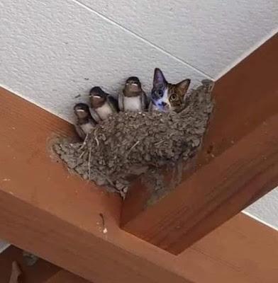 Verónica Forqué, la actriz que triunfó en la pantalla y fracasó en MasterChef.