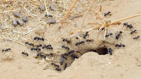 Distancia social en animales