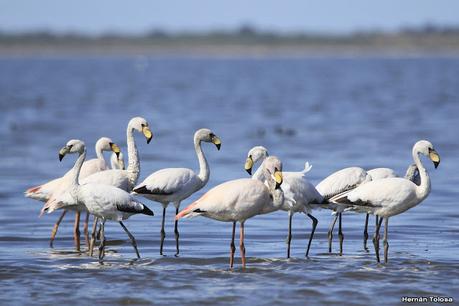 Parina grande (Phoenicoparrus andinus)