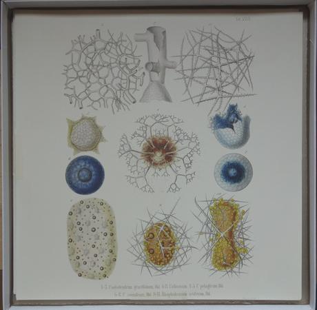 Medeski, Martin & Wood - Radiolarians The Evolutionary Set (2009)