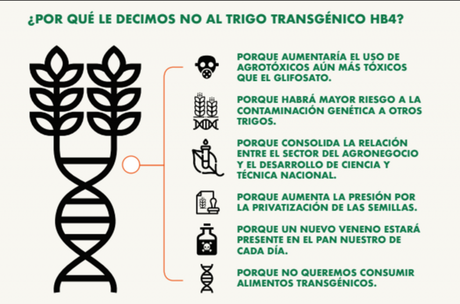 Más Transgénicos, Menos Vida