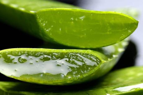 Aloe vera. Qué es y cuáles son sus propiedades 1