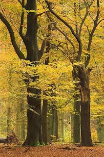 4.854 - ENSAYO DE OTOÑO...