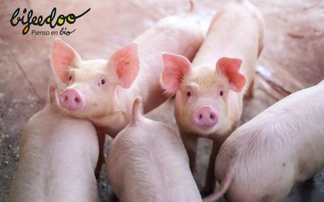 La alimentación con pienso ecológico para cerdos, según Bifeedoo