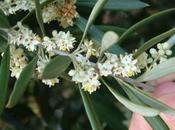 Flores Bach: Olive Olivo (Olea Europaea)