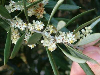 Flores de Bach: Olive – Olivo (Olea Europaea)