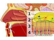 Neuronas corteza olfativa vinculan olores lugares