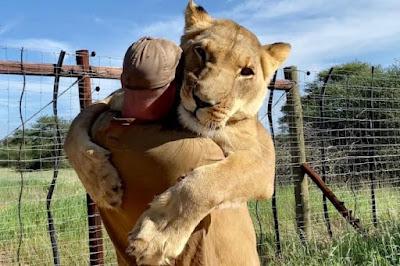 El abrazo de una leona con un humano.