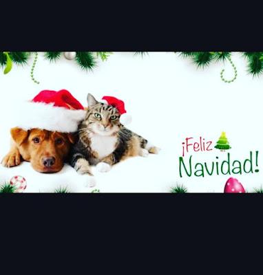 De nuevo, el emérito pretendió por Navidad volver a España.