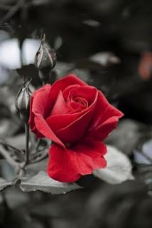 4.859 - MECE LA CUNA...