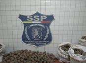 detienen 1568 cabezas peyote municipio Salinas