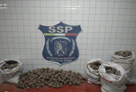 Los detienen con  1568 cabezas de peyote en el municipio de Salinas