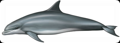 Delfín soplador