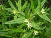 Mijo Sol: Usos, Beneficios Contraindicaciones