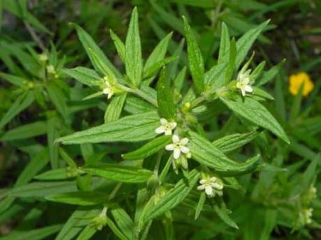 Mijo del Sol: Usos, Beneficios y Contraindicaciones