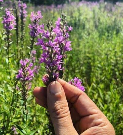 salicaria propiedades