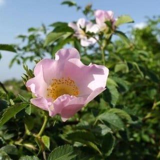 rosa canina
