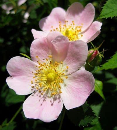 planta rosa canina