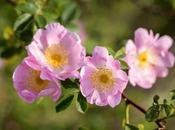 Rosa canina rosa silvestre propiedades medicinales