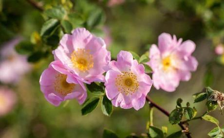 rosa canina propiedades