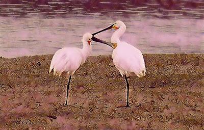 ZAMPULLÍN CUELLIRROJO (Podiceps auritus) EN SANTOÑA