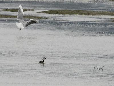 ZAMPULLÍN CUELLIRROJO (Podiceps auritus) EN SANTOÑA