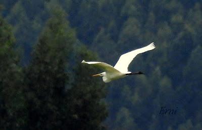 ZAMPULLÍN CUELLIRROJO (Podiceps auritus) EN SANTOÑA