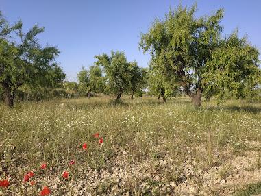 CUBIERTAS VERDES EN CULTIVOS LEÑOSOS DE SECANO (1/3)