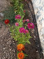 CLASIFICACIÓN DE PLANTAS SEGÚN DIVERSOS CRITERIOS CLASIFICACIÓN DE PLANTAS SEGÚN DIVERSOS CRITERIOS
