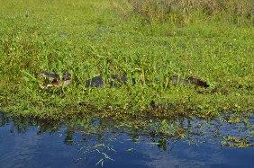 Parque Esteros del Ibera, portal Carambola.