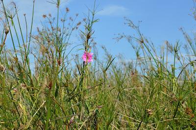Parque Esteros del Ibera, portal Carambola.