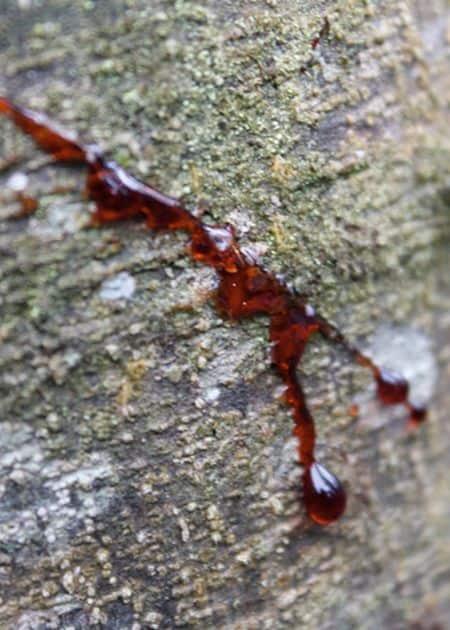 sangre de drago contraindicaciones