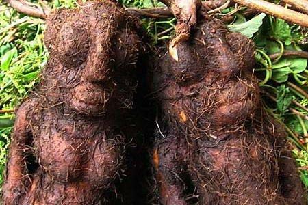 Fo-ti: Descubre todas sus Propiedades y Beneficios Fo-ti: Descubre todas sus Propiedades y Beneficios