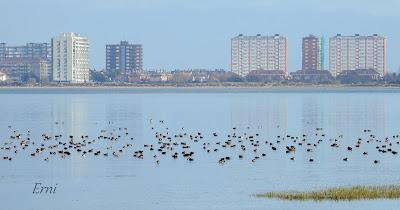 AVES INVERNANTES,  ¿O VERANEANTES?